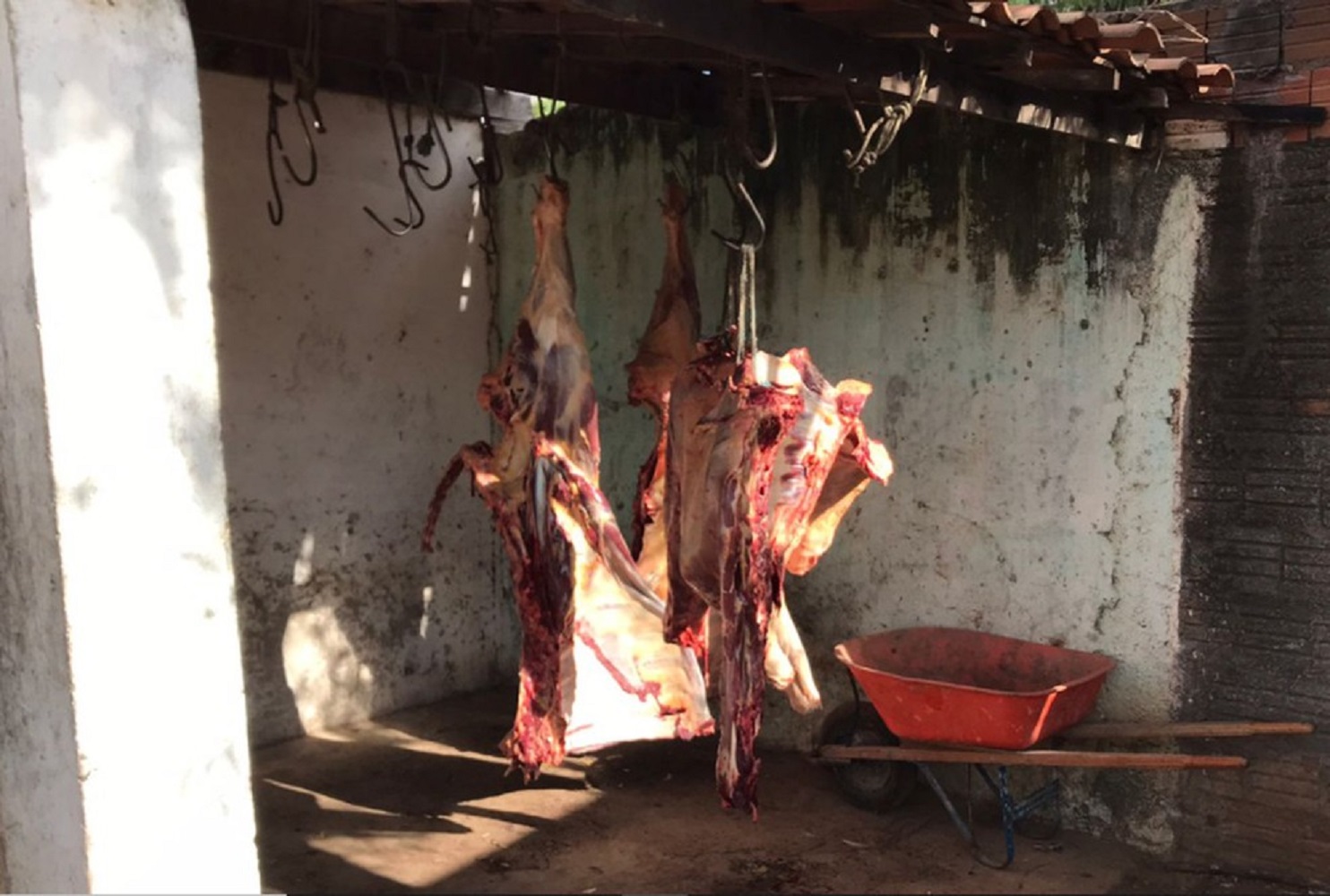 Em Mossoró, fiscalização fecha abatedouro clandestino e apreende 500kg de carne imprópria para consumo