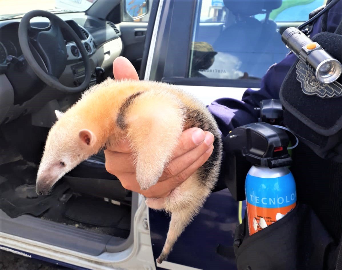 II Grupamento Ambiental da GMN