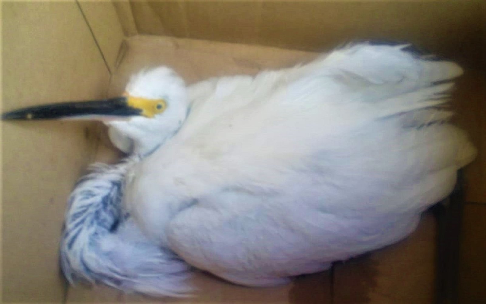 Guarda Municipal de Natal é chamada para resgatar garça branca dentro de uma casa na Zona Norte de Natal; animal não estava ferido II