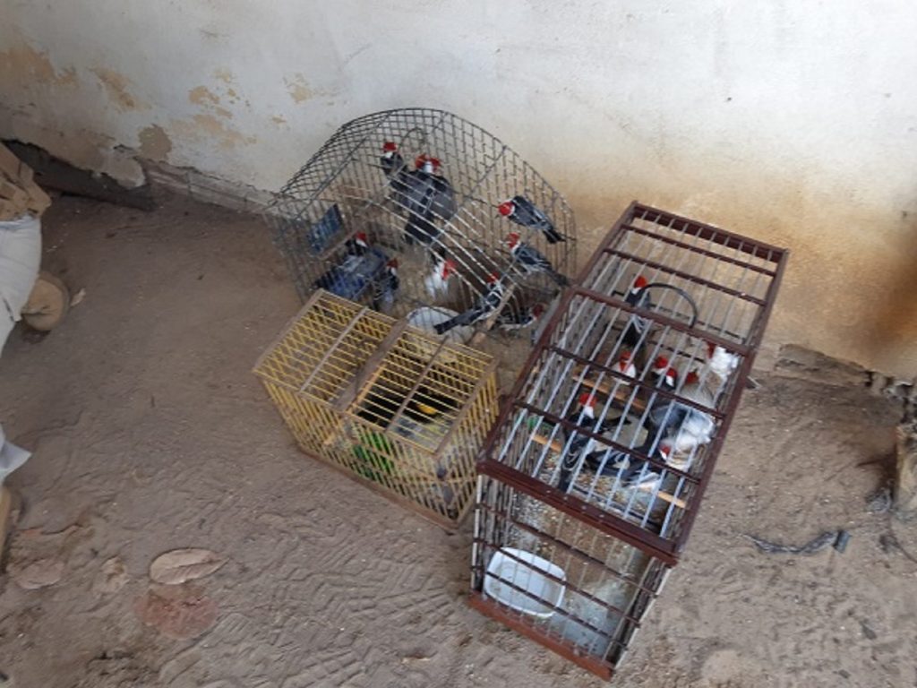 Operação Asas Livres - Polícia Rodoviária Federal apreende pássaros silvestres em Poço Branco