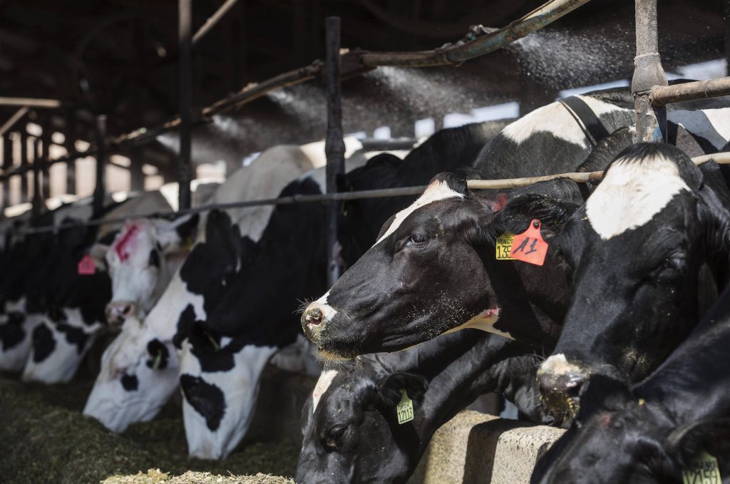 Fiocruz e Ministério da Agricultura descartam suspeitas de vaca louca no Rio de Janeiro