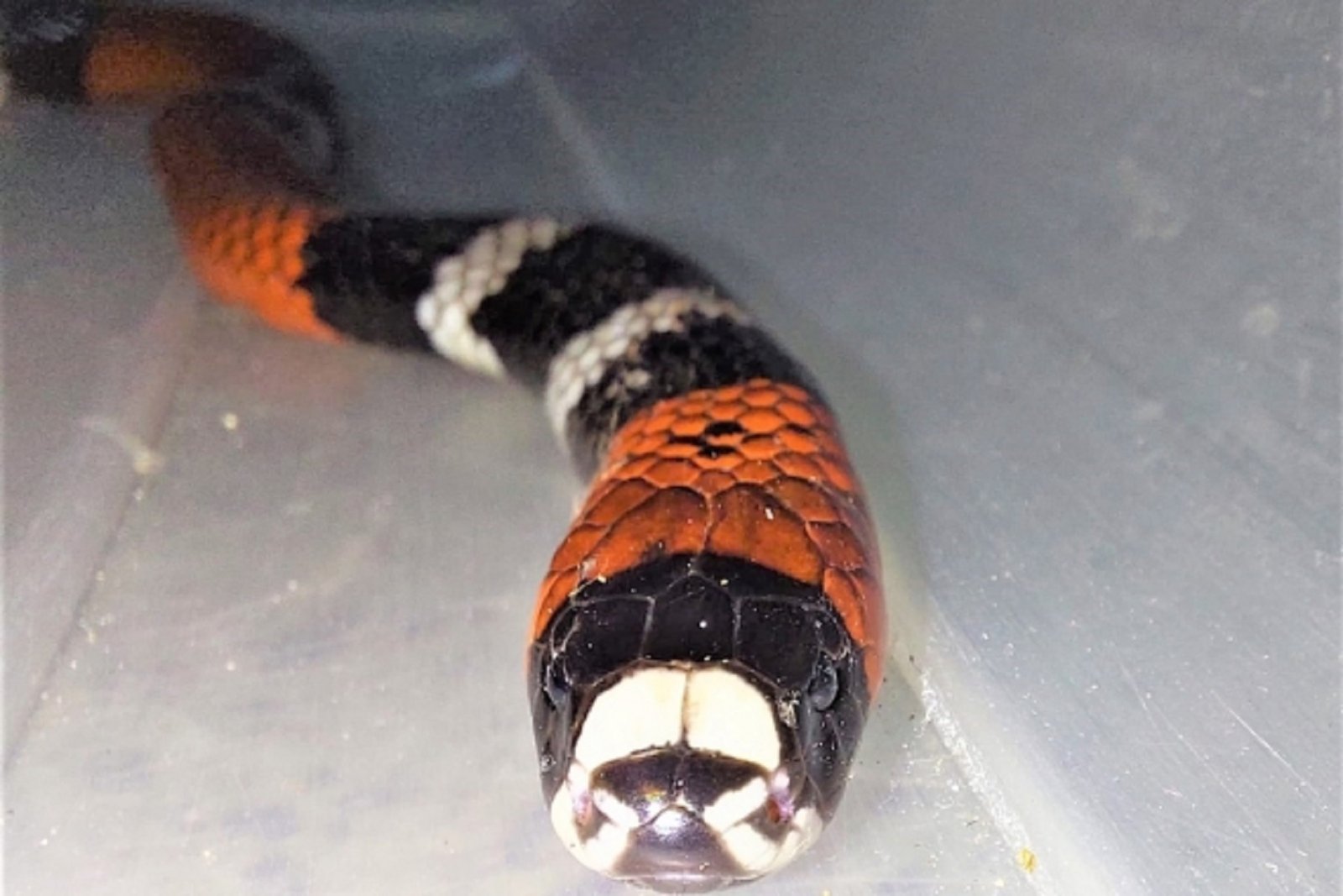 Sesap RN alerta para risco de acidentes com animais peçonhentos durante o verão