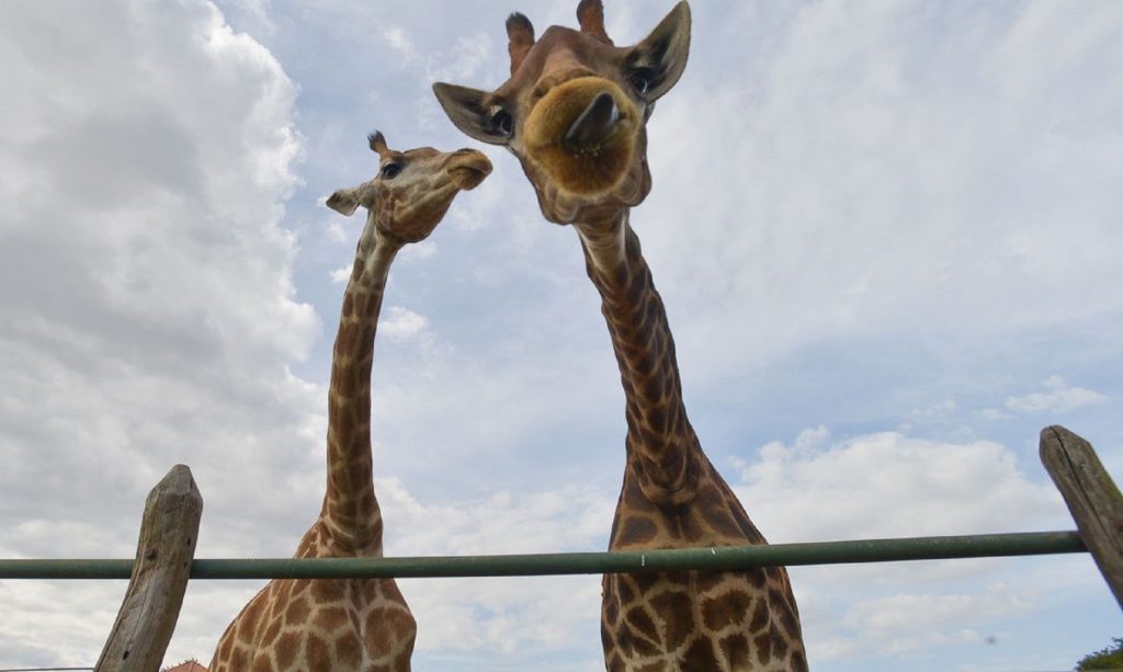 PF recolhe 15 girafas em resort do Rio de Janeiro e prende duas pessoas