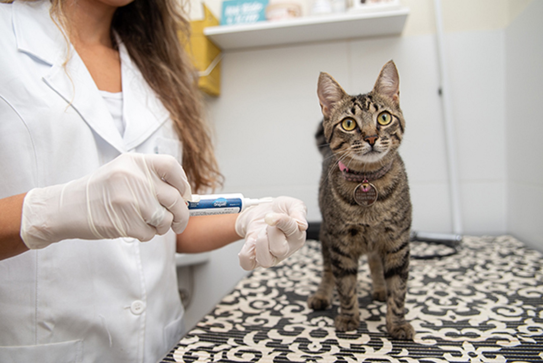 Veterinária da DrogaVET explica como identificar dores em gatos