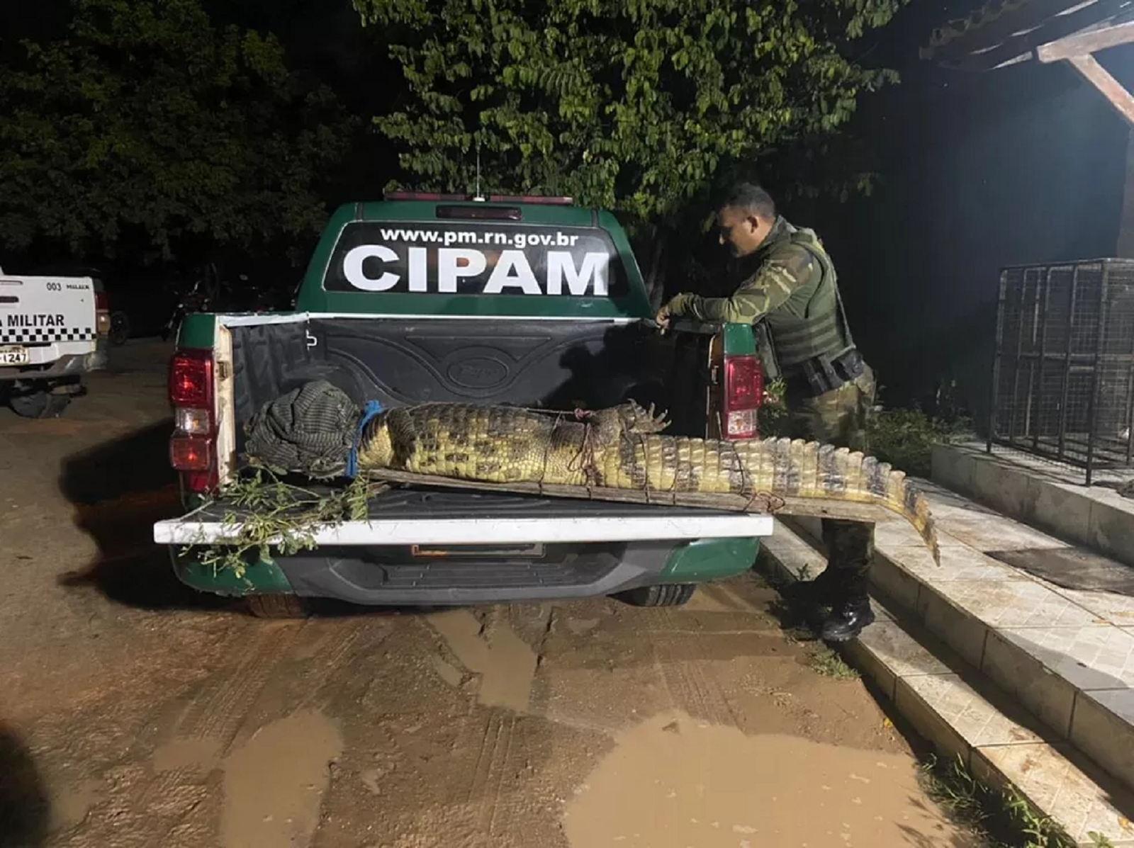 Policiais militares da Cipam resgatam jacaré de 2 metros que foi encontrado por família em Felipe Guerra