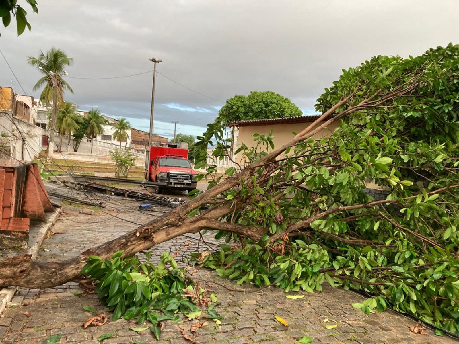Árvore cai e derruba dois postes na zona Leste de Natal