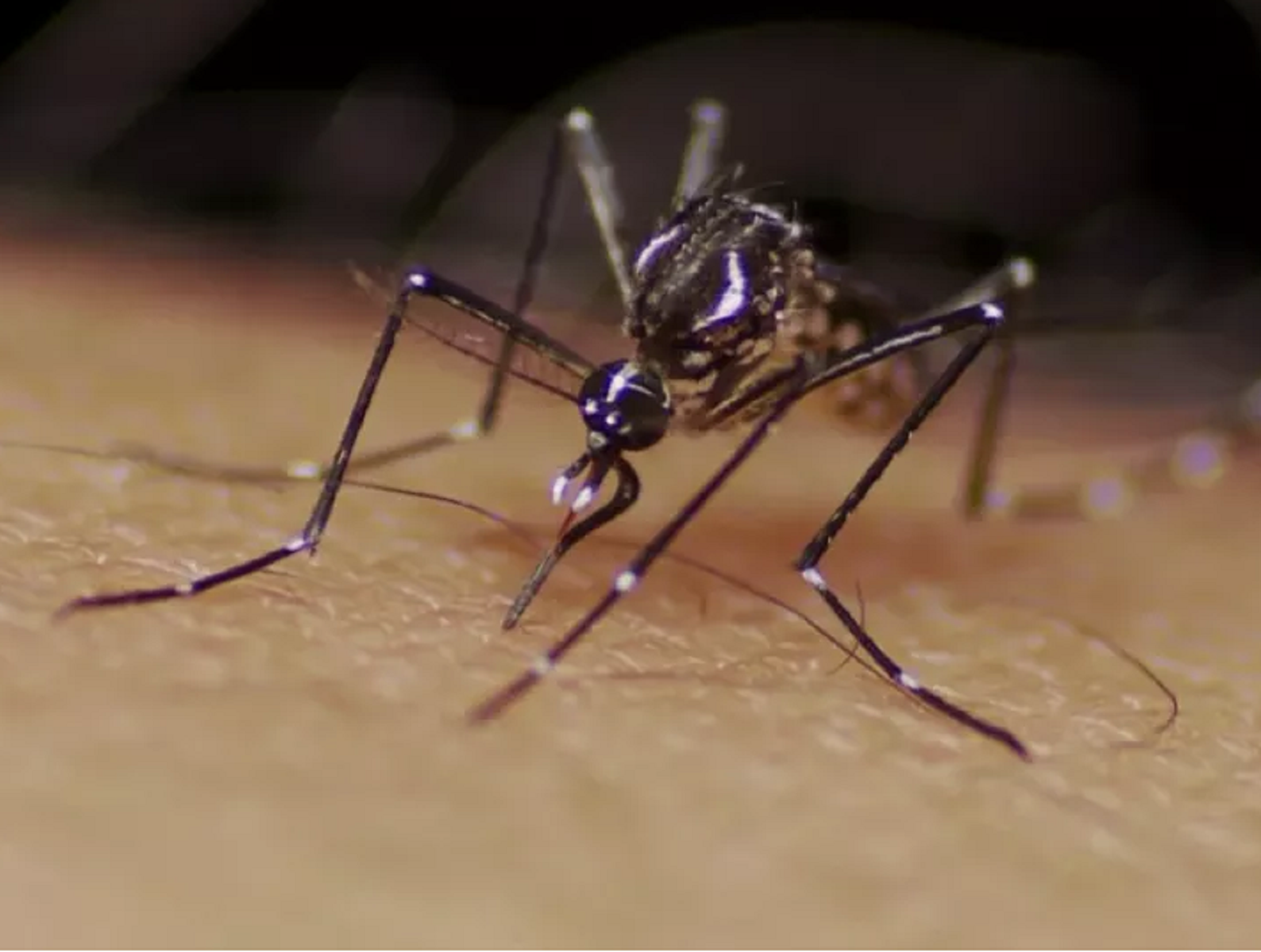 Internações por dengue na rede pública do RN superaram as ocupações por infarto e AVC em maio