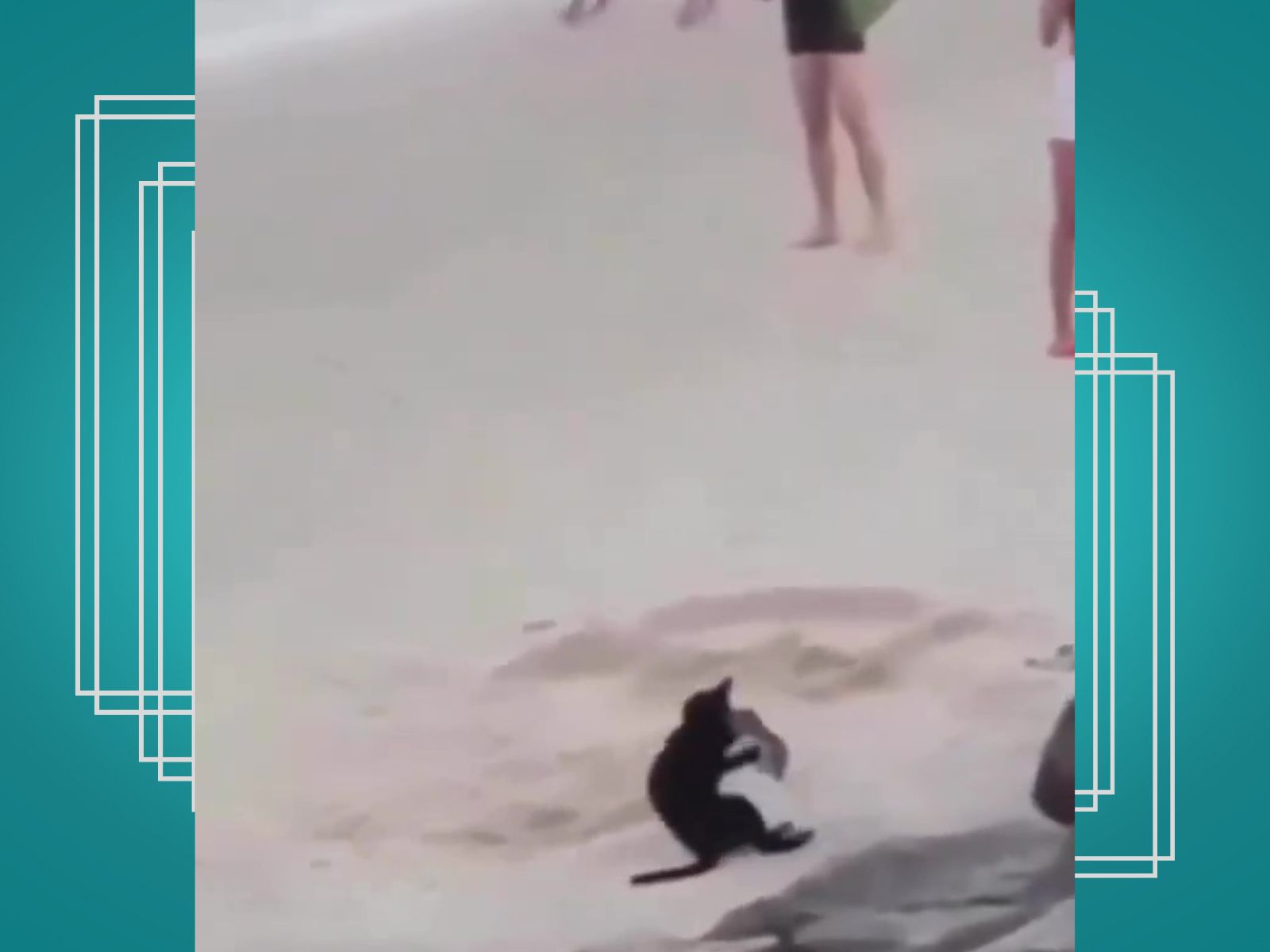 Gato é flagrado caçando um rato na praia de Ponta Negra