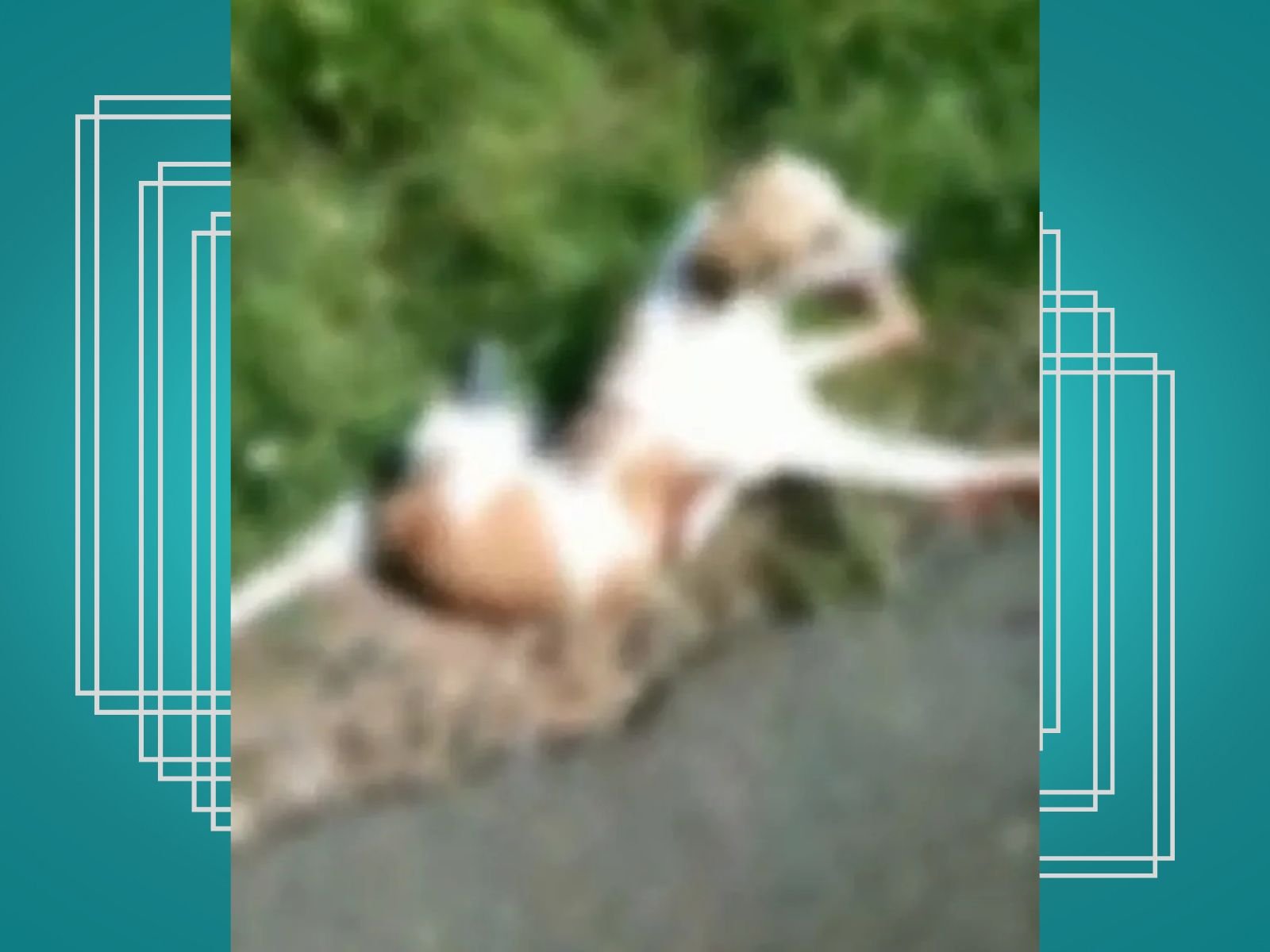 Homem é preso após atirar e arrastar cachorro por 1 km com moto no interior do RN