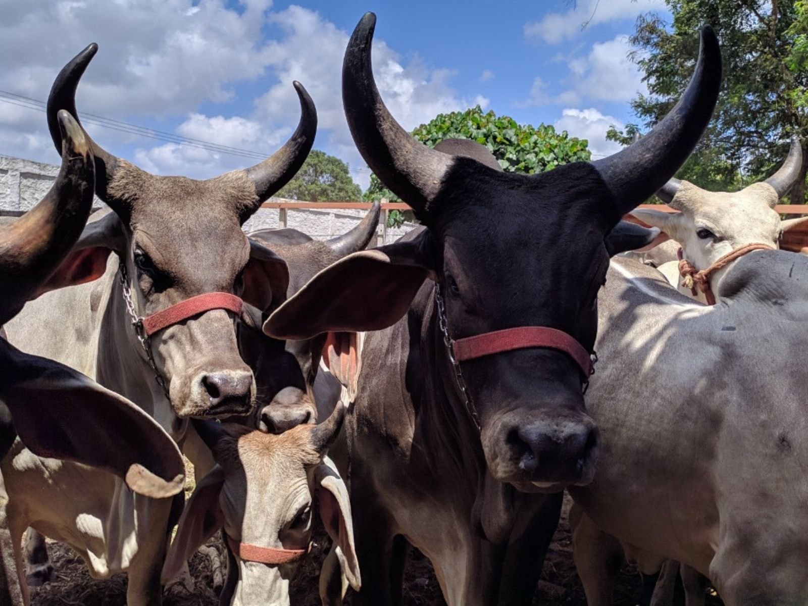 RN antecipa vacinação contra Febre Aftosa