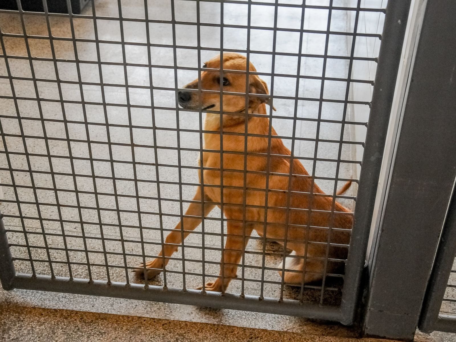 Prefeito de Natal sanciona lei que proíbe contratação de condenados por maus-tratos a animais