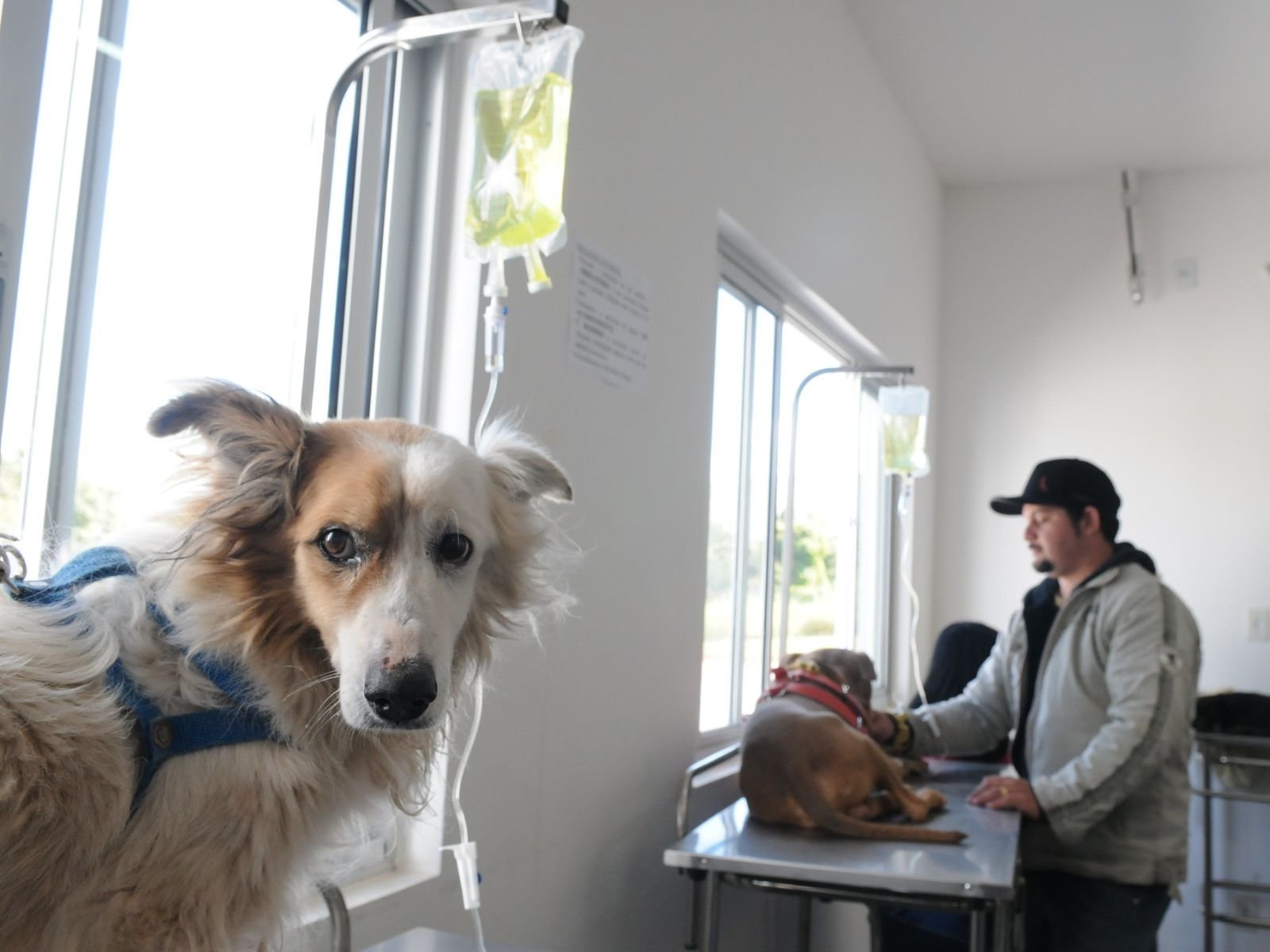 Prefeitura assina termo para o início das operações do Hospital Municipal Veterinário, com atendimento gratuito para cães e gatos