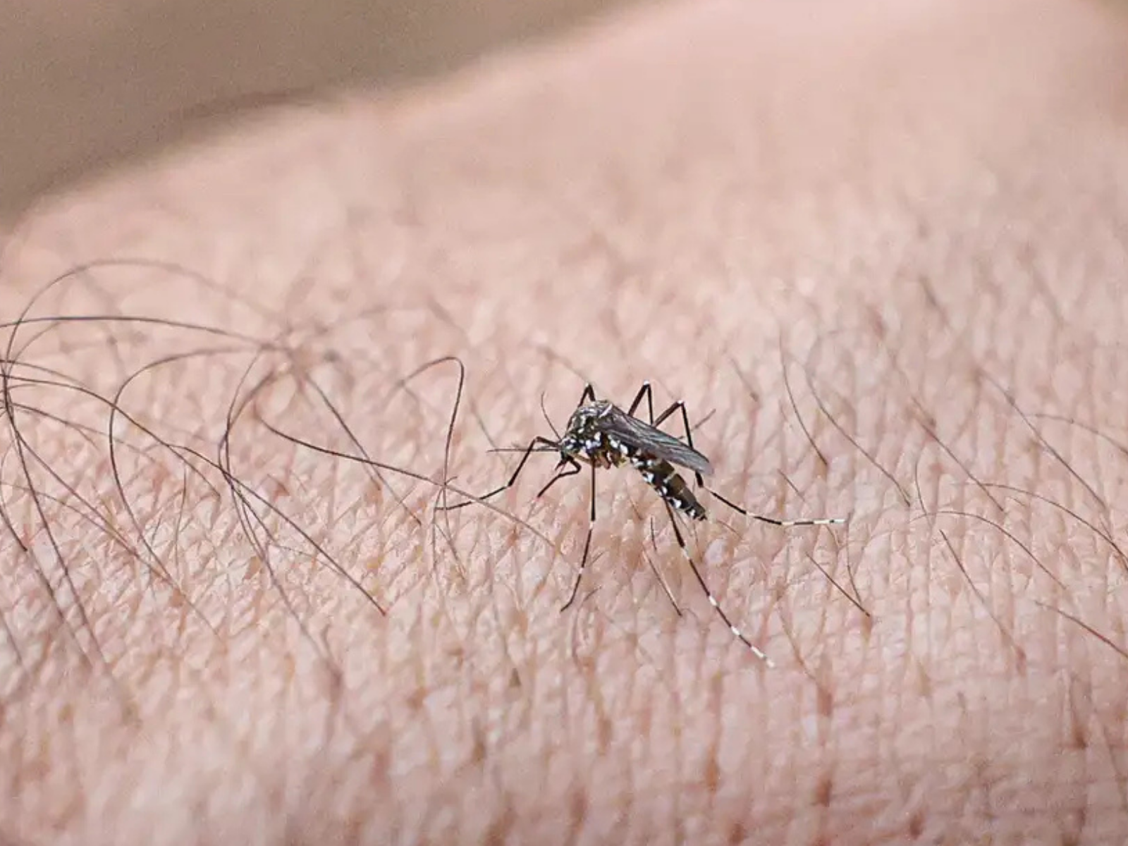 Dengue em alta: casos prováveis e confirmados disparam no RN