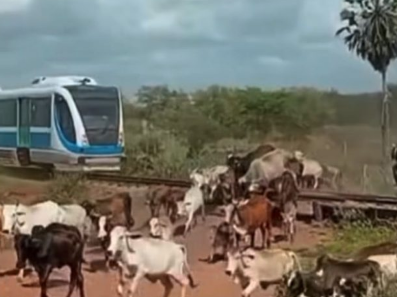 Animais são atropelados por trem em travessia irregular na Grande Natal