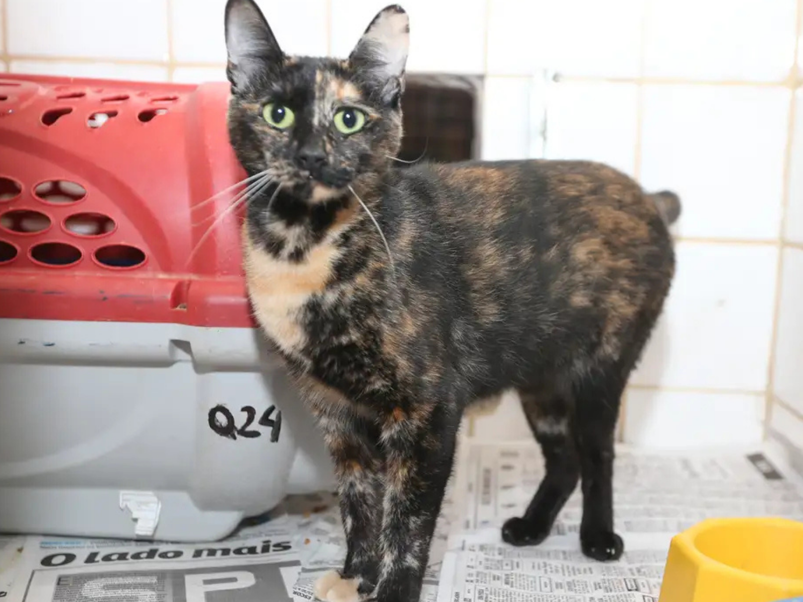 Doença transmitida por gatos cresce no Rio Grande do Norte com aumento de casos de esporotricose