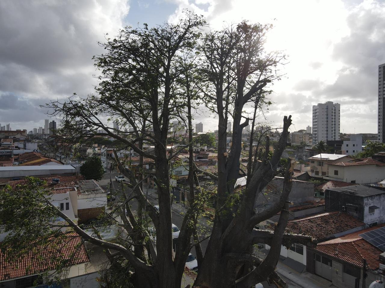 Em medida de segurança, Defesa Civil determina remoção do Baobá do Poeta